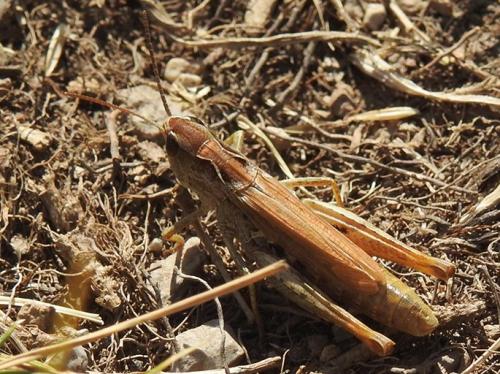 Chorthippus apricarius apricarius